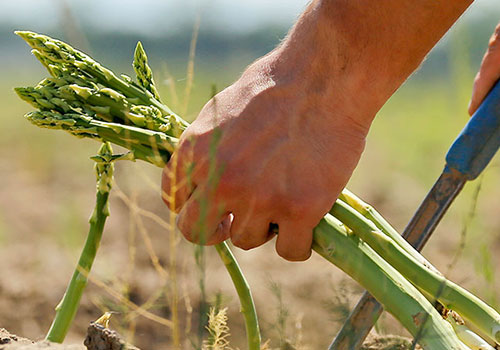 Tägliches Ernten